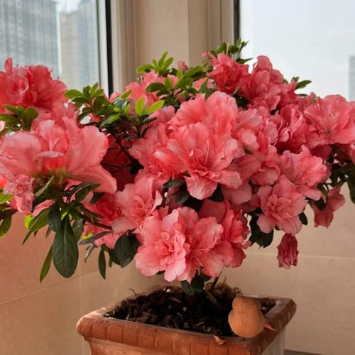 semi di rododendro - appartamento esotiche azalea resistente per il soggiorno biologici per balcone Decorazione giardino 25pcs