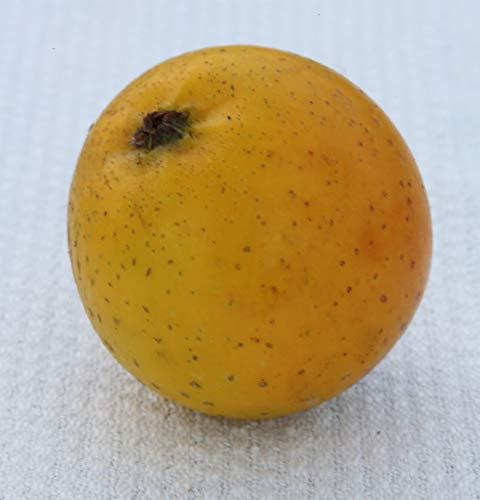 Apfelbaum Ananasrenette 60-80cm - fest und edel - lebende Gartenpflanze aus den Baumschulen