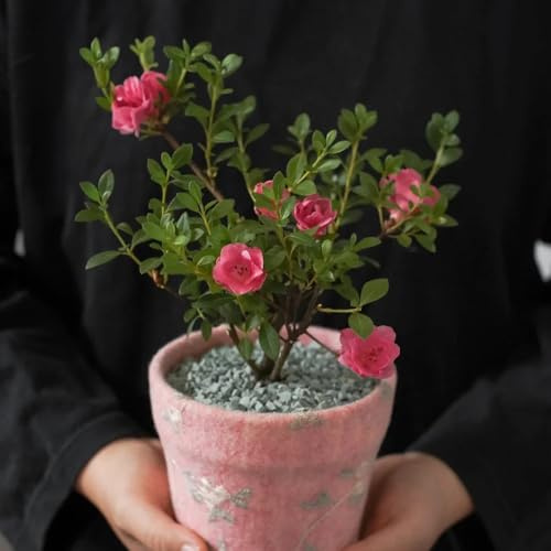 Semi di rododendro, giardino roccioso sono resistenti azalea resistenti, giardino, biologici perenni 50pcs