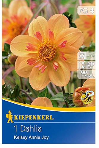 Halskrausen Dahlie Kelsey Annie Joy, diese Sorte bezaubert mit ihrer hellorangen Farbe, Gr?nlaubig, geeignet f?r Hausgarten und zum Schnitt
