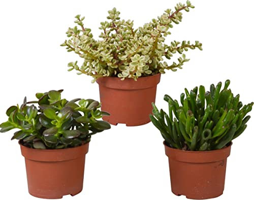 DECOALIVE Trio de Plantas Suculentas de Interior: Planta de Jade (Crassula Ovata), Árbol de la Abundancia Variegata (Portulacaria Afra) y Crassula Gollum