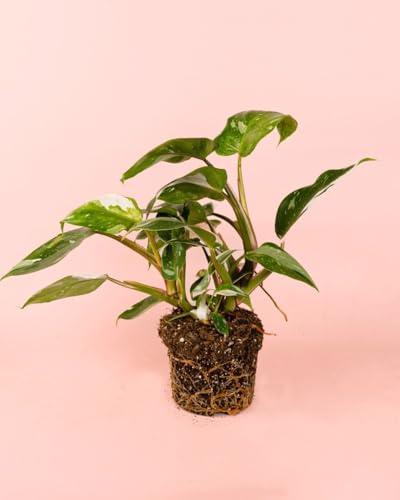 PUR PLANT Philodendron White Princess | Planta natural tropical de interior premium | Hojas verdes y blancas variegadas | Elegante, resistente y decorativa | Maceta de Ø12 cm