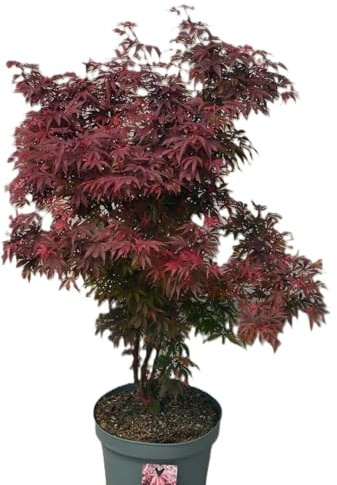 Acer Palmatum Shaina Érable rouge 60-80 cm