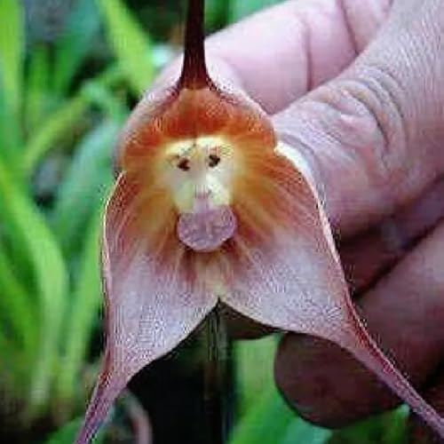 semi di orchidea faccia di scimmia, decorazione del giardino per esterno Dracula simia, orchidea, giardino roccioso sono resistenti per luoghi 100pcs