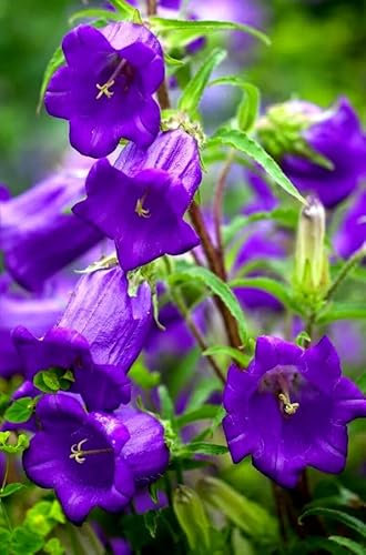 1 Pack of 1680 SEEEDS Canterbury Bells Campanula Medium Single Dark Blue