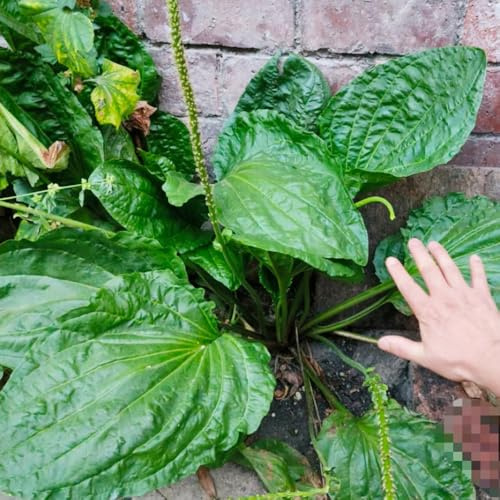 semi di piantaggine - resistenti giardino biologici da giardino da balcone, perenni 200pcs