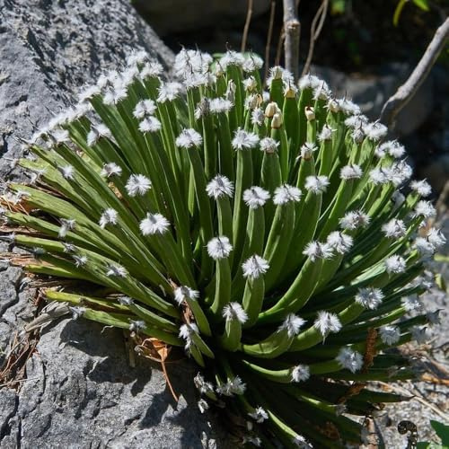 Agave americana, kräutersamen winterharte kübelpflanzen hochbeet stauden winterhart mehrjährig alte sorten balkonpflanzen nachhaltige produkte geschenke für gärtner 55Samen
