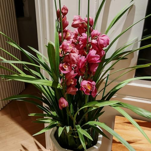 Semi di orchidea, Cymbidium hybridum, rare orchidea Cymbidium, selvatici semi di da appartamento esotici 300pcs