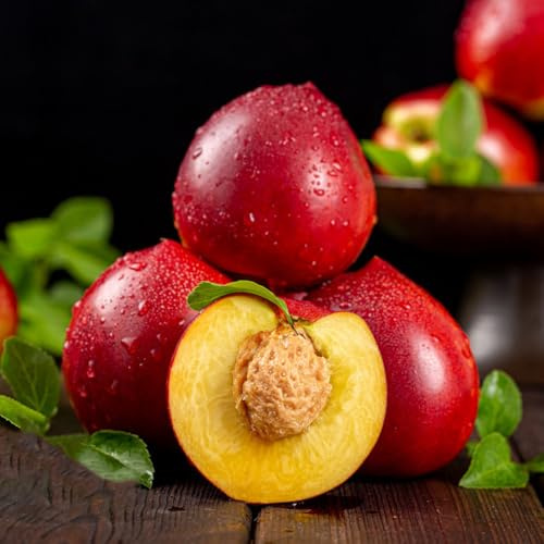 pfirsichbaum winterhart - kübelpflanzen bio exotische garten hochbeet seltene 12samen