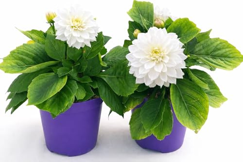 POWERS TO FLOWERS - DALIA A FIORE BIANCO, 2 PIANTE, VASO 12 CM DIAMETRO, pianta vera
