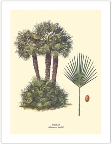 Dwarf Palm Tree - Palmier (Chamaerops Humilis) - Vintage Botanical Illustration by Ferry c.1967 - Bamboo Fine Art 290gsm Paper (Unframed) 17x22in