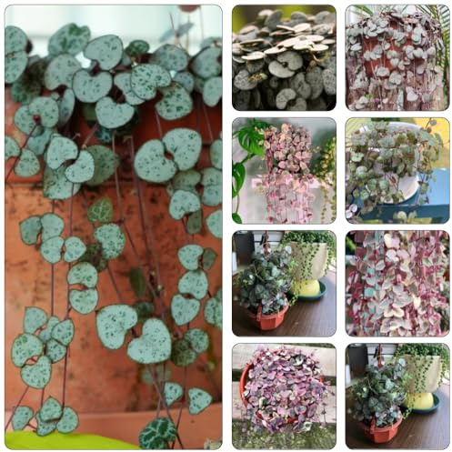 leuchterblume dachbegrünung blumensamen kräutergarten kräuterpflanzen balkongarten steingartenpflanzen winterhart topfpflanzen draußen winterhart pflanzensamen winterharte stauden 550samen