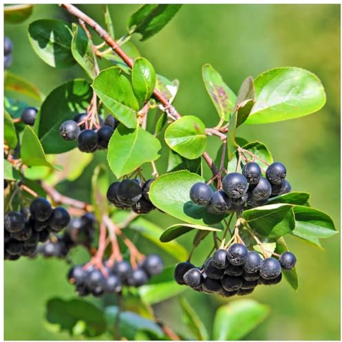 3 Aronia Melanocarpa Fruit Bushes 2ft 'Superfood with Antioxidants' Chokeberry 3fatpigs®