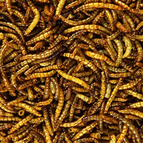 GardenersDream Vermi Essiccati - Trattamenti Nutrienti per Uccelli Selvatici in Giardino. (5KG)
