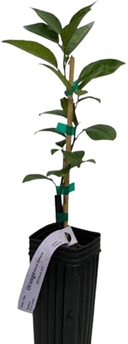Naranjo Auténtico Un Árbol Productor de Naranjas para tu Hogar