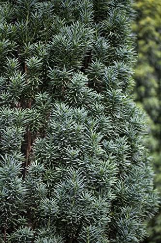 Taxus baccata 'Pirat' 100–120 cm – Immergrün, Winterhart, Pflegeleicht – Eibe – Heckenpflanze für Garten & Sichtschutz