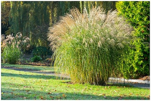 Stauden Gänge 10 x Miscanthus sinensis 'Federweißer' Weißes Chinaschilf | Weißes Ziergras für Sonne, Blüte August bis September, mehrjährig, 1 L Topf (11x11 cm)