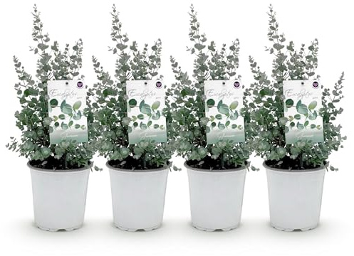 Pianta da terrazzo - Eucalipto - Eucalyptus gunni - Grigio - Resistente | 4 pezzi - 30-40cm - Ø20cm - Pianta da giardino