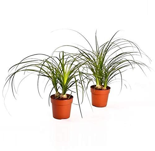 Beaucarnea Recurvata - Elefantenfuß Zimmerpflanze, 30 cm, Flaschenbaum, Pflegeleicht & Dekorativ, Robust & Ideal für Zuhause & Büro