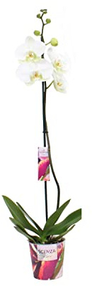 DECOALIVE Orquídea Boca Planta Natural Flores Color Blanco Phalaenopsis