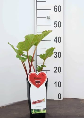 Rabarbaro rosso su vaso cm 14 in confezione da 2 piante