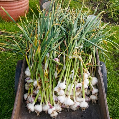 comprar semillas de ajo raras, orgánicas, resistentes semillas, 400pcs