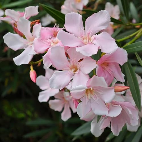 Semillas de adelfa - jardín de Nerium oleander - arbustos en resistentes raras para lugares soleados semillas de resistentes para el jardín 12pcs