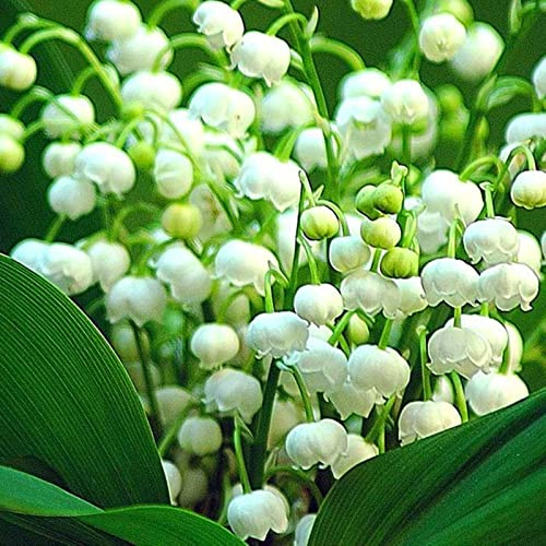 Raíz de lirio de los valles. Fragancia exquisita. Puro amor. perenne. Adaptable. Resistente al frío.-20 rizoma-B
