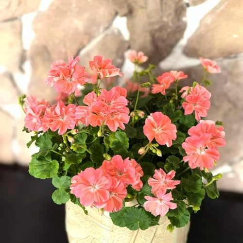 Gerani - serre da balcone Aiule rialzate per il giardino Vecchie varietà resistenti decorative decorazioni da giardino per esterni roccioso 150semi