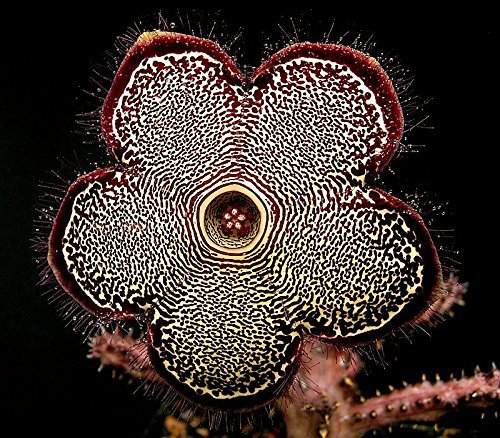 * Edithcolea Grandis * Tapis Persan fleur * Succulent * Extrêmement 3 Graines rares *