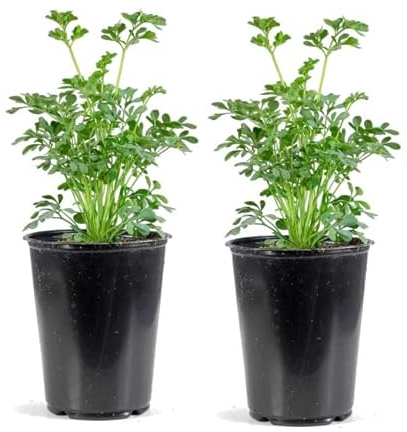 Plantas de Ruda - Set de 2 Unidades - Ruta Graveolens - Hierbas Naturales para el Hogar