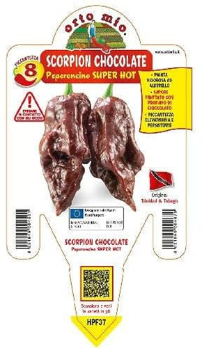 Vivai le Georgiche - Pianta vera di Peperoncino piccante Scorpion chocolate - vaso Ø 14 cm