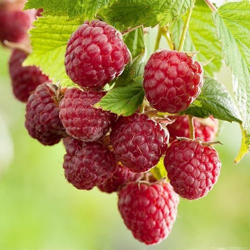 Carbeth Plants - Fruit Plants - Grow Your Own Fruit Garden - Raspberry Plant 'Twotimer Sugana Red' in 13cm Pot