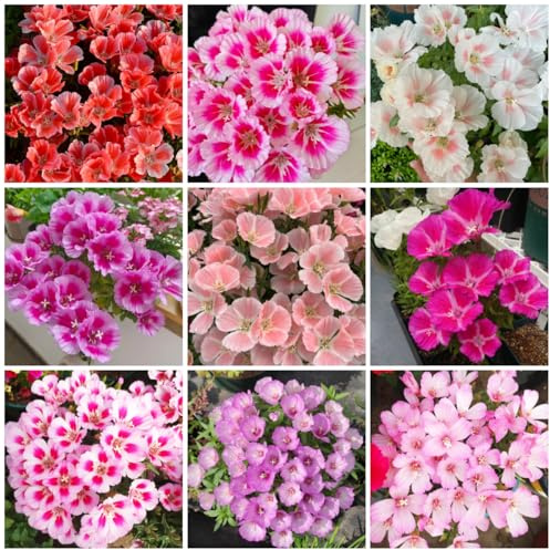 semi di azalea estiva, balcone perenni resistenti azalea estiva per aiuole rialzate da giardino, resistenti per il giardino 200pcs
