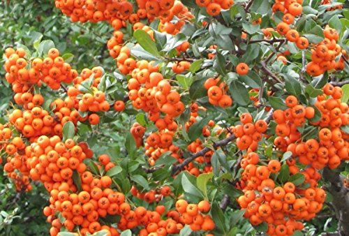 Feuerdornhecke orange im Topf/Container Größe 80 bis 100 cm