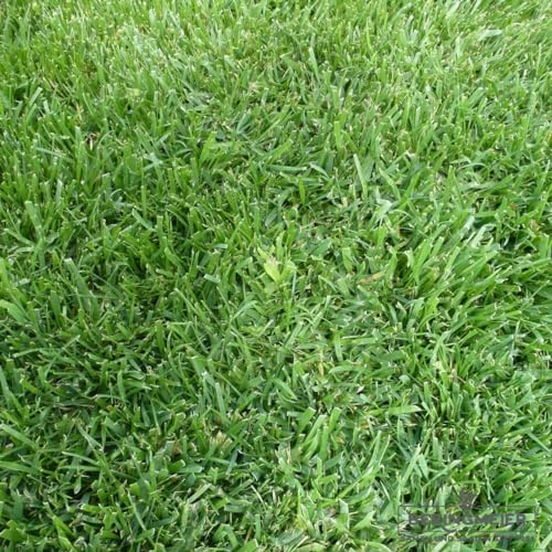 5 Kg Grassamen Rasensamen Regeneration Rasen trockenheitsverträglich ca 200 m² - Premium Rasensamen - Neunalage - Nachsaat
