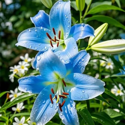 Lilium tuberi mix di cipolle,gigli in vaso,cipolle perenni,decorativi,grazia,gigli a cipolle resistenti all'inverno,ottima decorazione-2pezzo-B