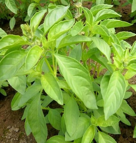 50 SEMI DI BASILICO LIME - LIME BASIL semi freschi