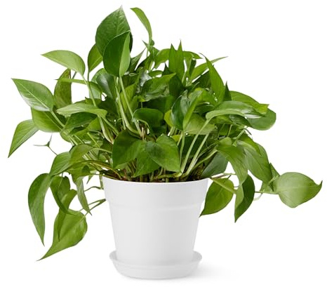 Amazon Basics Pots pour Plantes, 20.3cm, Blanc, 1 Unité