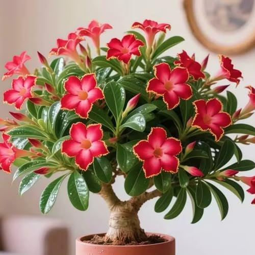 Rosa del desierto: Pack de tubérculos resistentes y rizoma robusto - Ideal para jardines secos-1Tubérculos-G