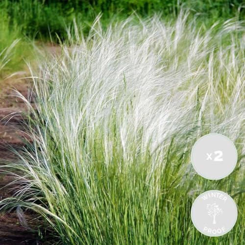 Bloomique - 2er-Set - Stipa Tenuissima Ponytails - Federgras - Ziergras - Gartenpflanzen - Winterhart - Höhe 20-30 cm - Topf 13 cm