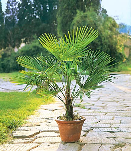 BALDUR Garten Winterharte Kübel-Palmen 1 Pflanze, Chinesische Hanfpalme Freilandpalme Gartenpalme,Trachycarpus fortunei frosthart und trockenresistent