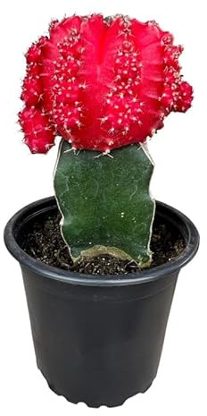 Cactus Injertado: Combina Estilos y Colores con estos Espectaculares Cactus Gymnocalycium