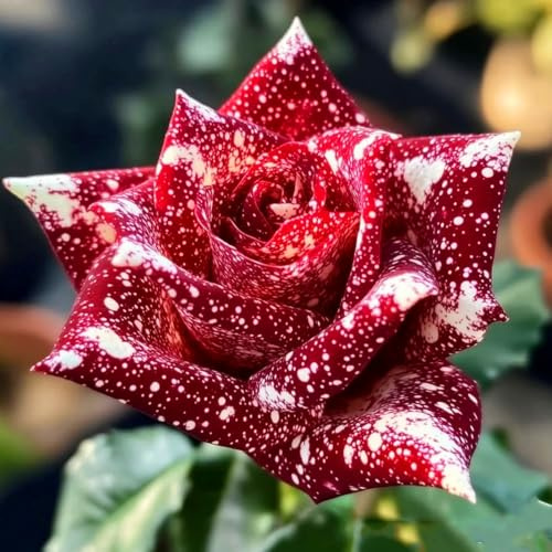 Duftende Winterharte Hybride Strauchrosen – Doppelfarbige Rosen mit Rosenrhizom, Strapazierfähig im Außenbereich-1Rosen knolle-D