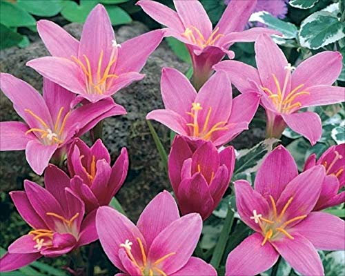 25 Hardy RAIN Lily-ZEPHRANTHES ROBUSTA-Dwarf Amaryllis Like Summer Flowers Hardy Perennial Flower Bulbs