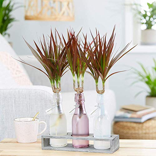 Dracaena Marginata Zimmerpflanze Drachenbaum fürs Home-Office im 13cm Topf