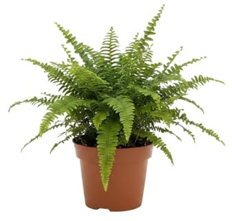 Helecho Colgante Nephrolepis Exaltata Ø 12 cm DECOALIVE Planta Natural para Dormitorio, Salón y Cocina