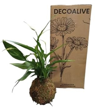 Un Toque Zen para tu Hogar – Kokedama con Lirio de la Paz de DECOALIVE