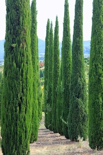 Stolze Mittelmeer Zypresse Cupressus sempervirens Säulenzypresse 100 Samen Bonsai geeignet