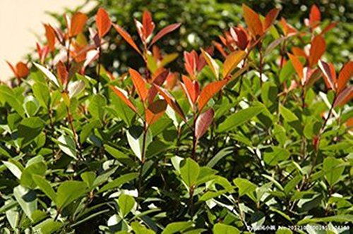 (Real) 100 semi cinese Photinia
